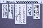 Etiketten zu Cardiotarsus ornatipennis (Fleutiaux, 1947) (NHMW-ZOO-COL-0008269)